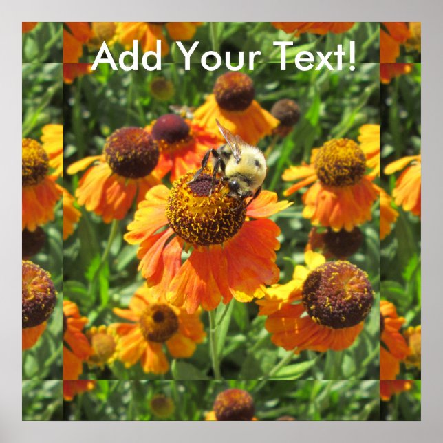 Helenium Bee Orange Flower Poster (Vorne)