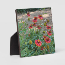 Helenium Blume