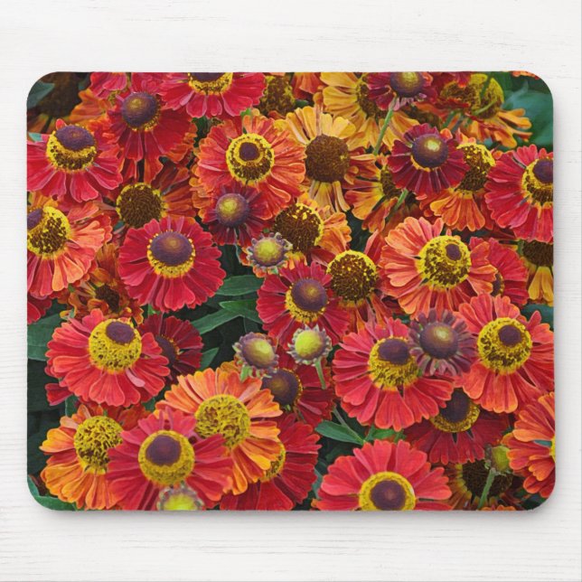 Helenium-Blume in Rot und Orange Mousepad (Vorne)
