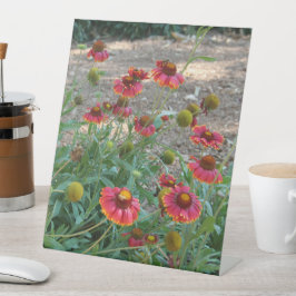 Helenium Blume Sockelschild
