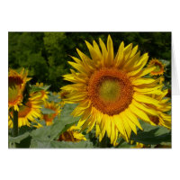 Helianthus annuus