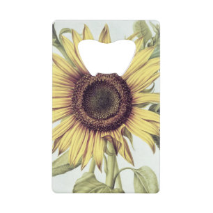 Helianthus annuus de 'Velins du Roi Vol.36'