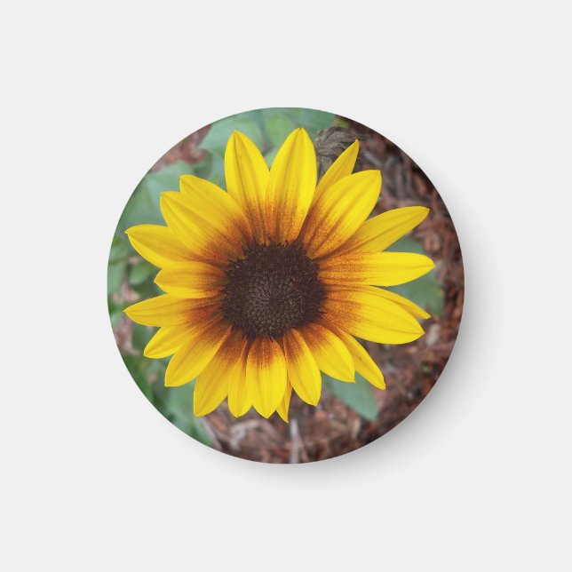 Helianthus Annuus Magnet (Vorne)