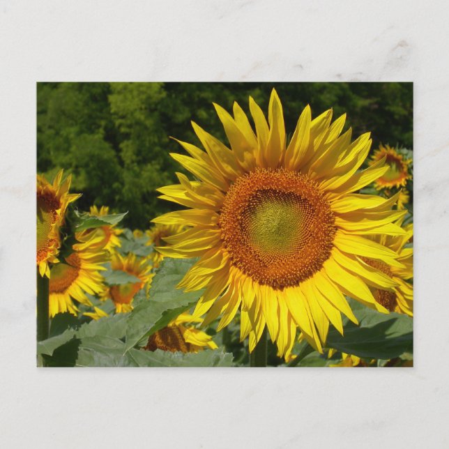 Helianthus annuus postkarte (Vorderseite)