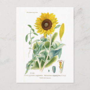 Helianthus argophyllus postkarte