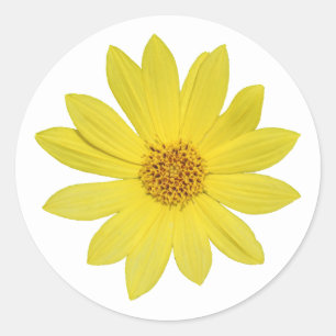 Helianthus 'Lemon Queen' Sonnenblume (abgeschieden Runder Aufkleber