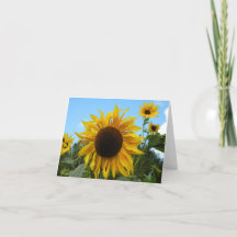 Helianthus (tournesol) en Écosse carte (vide)