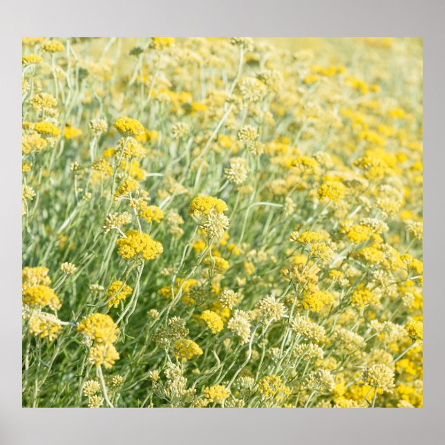 Helichrysum italicum Feld, blühende Nahaufnahme. Poster (Vorne)