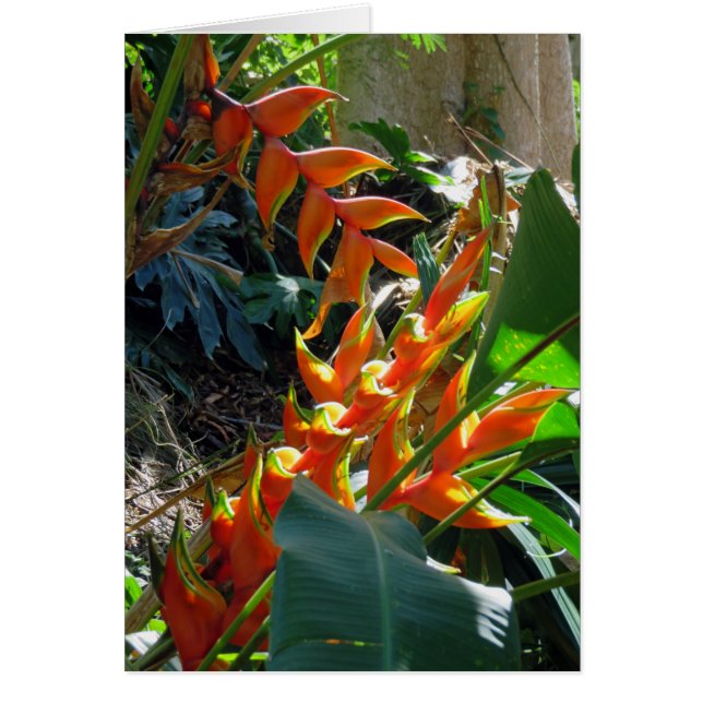 Heliconia (Vorne)