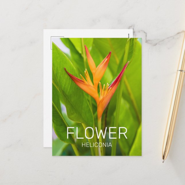 Heliconia Blume Design der Pflanze Feiertagspostkarte (Vorderseite/Rückseite Beispiel)