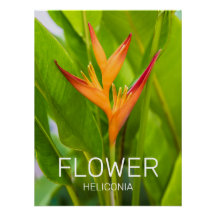Heliconia Blume Design der Pflanze