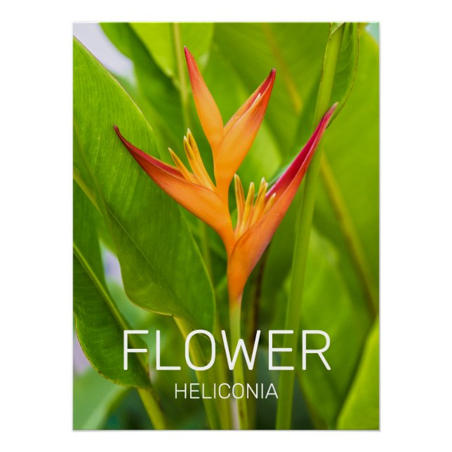 Heliconia Blume Design der Pflanze Poster (Vorderseite)
