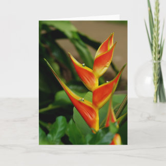 Heliconia, carte vierge