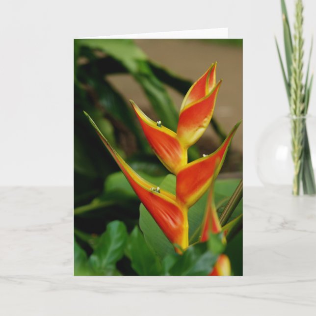 Heliconia, leere Karte (Vorderseite)
