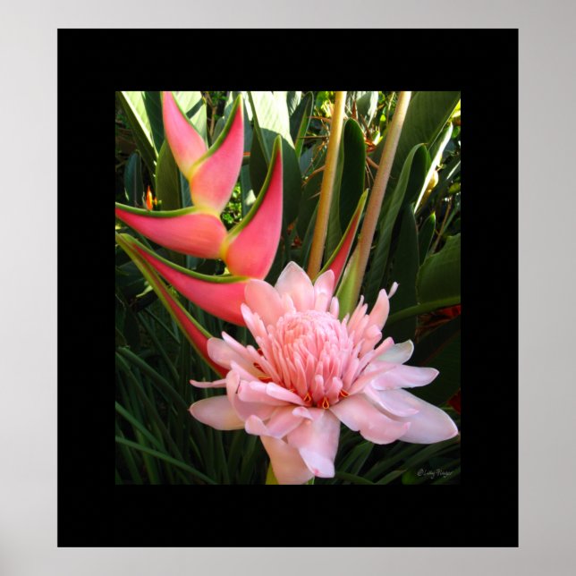 Heliconia Pink Torch Ginger Hawaiian Poster Prints (Vorne)