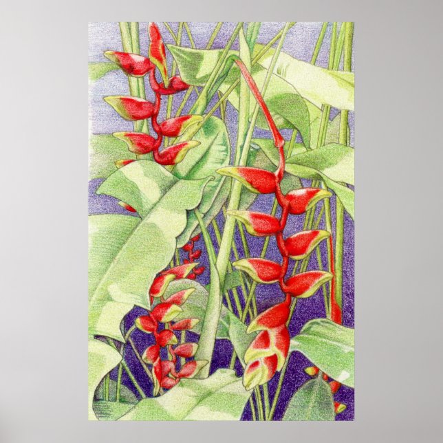 Heliconia Poster (Vorne)