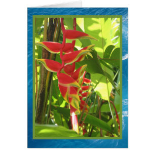 Heliconia rostrata