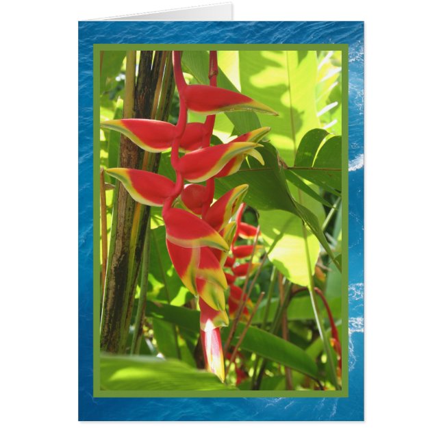 Heliconia rostrata (Vorne)