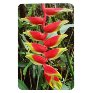 Heliconia rostrata Blume Flexibles Foto Magnet