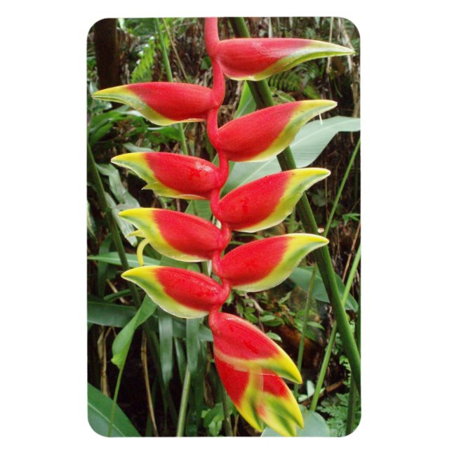 Heliconia rostrata Blume Flexibles Foto Magnet (Vertikal)