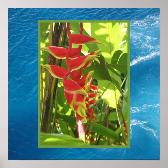 Heliconia rostrata poster (Vorne)