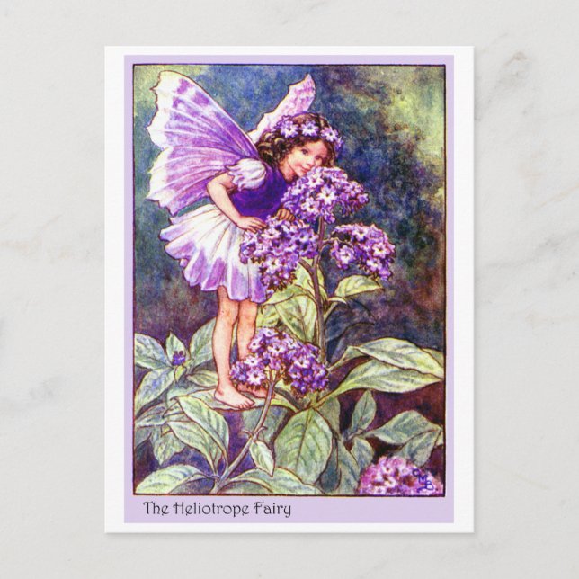 Heliotrope Fairy Postkarte (Vorderseite)