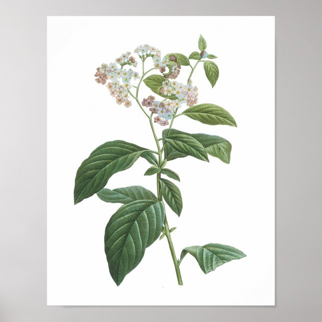 Heliotrope(Heliotropium corymbosum) von Redouté Poster (Vorne)
