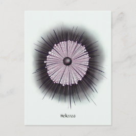 Heliozoa Mikrobiologie Geek Digitale Kunst Postkarte