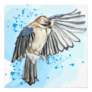 Hellblaue Jay Fotodruck