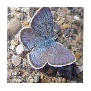 Hellblauer Schmetterling Fliese