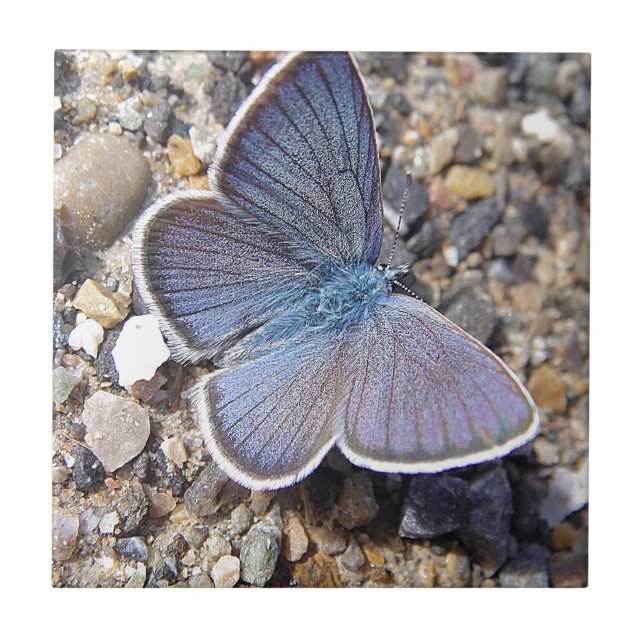 Hellblauer Schmetterling Fliese (Vorderseite)