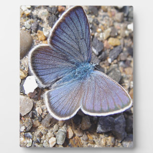 Hellblauer Schmetterling Fotoplatte