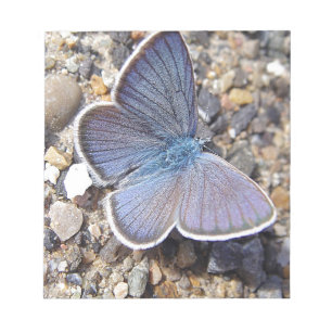 Hellblauer Schmetterling Notizblock