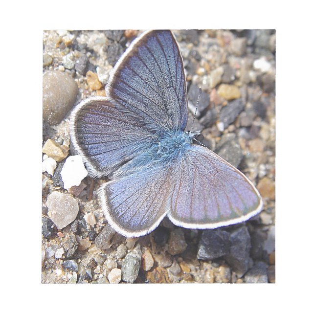 Hellblauer Schmetterling Notizblock (Vorderseite)