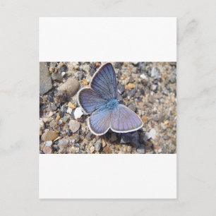 Hellblauer Schmetterling Postkarte