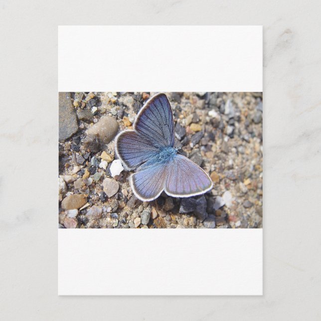 Hellblauer Schmetterling Postkarte (Vorderseite)