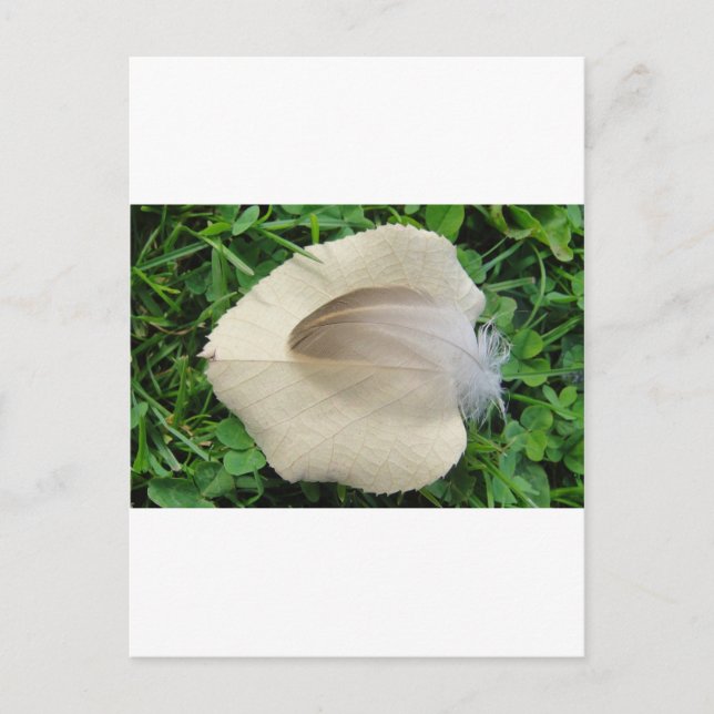 Hellbraune Feder auf hellbeigem Blatt Postkarte (Vorderseite)