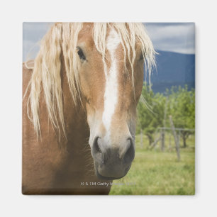 Hellbraunes Pferd Magnet