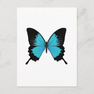 Helle Blau- und Schwarz-Schmetterling Originalfarb Postkarte