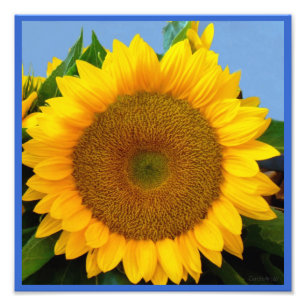 Helle blaue Sonnenblume Fotodruck