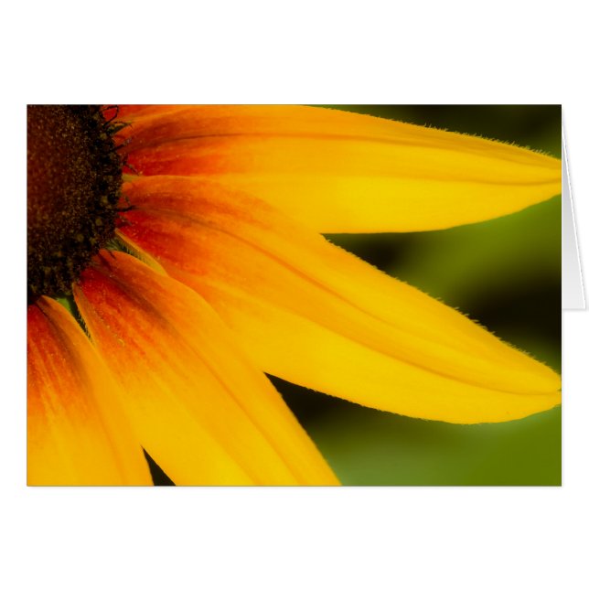 Helle Blume (Vorderseite (Horizontal))