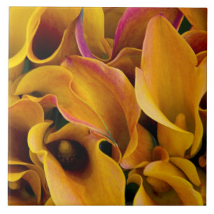 Helle bunte Calla-Lilien auf dem Fliese