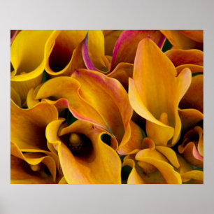 Helle bunte Calla-Lilien auf dem Poster