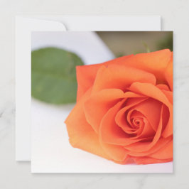 Helle Farben Orange Rose Ihrer Textflachkarte