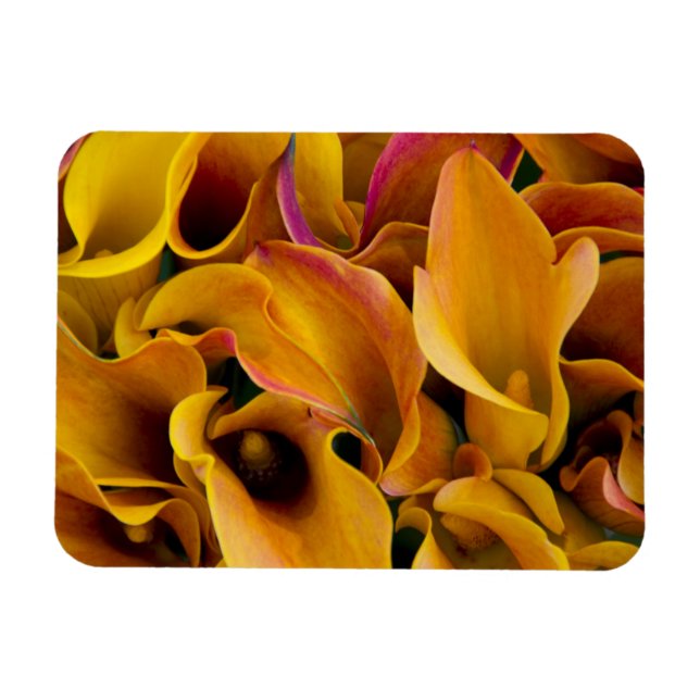 Helle, farbenfrohe Calla-Lilien Magnet (Horizontal)
