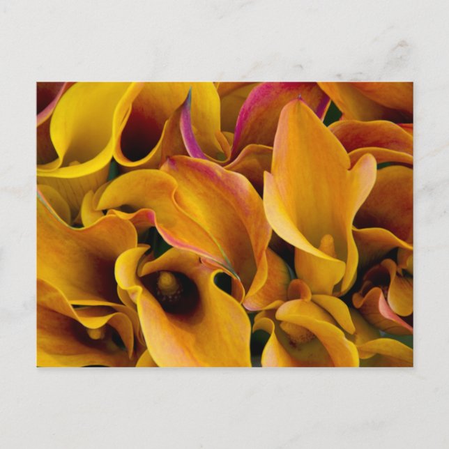 Helle, farbenfrohe Calla-Lilien Postkarte (Vorderseite)