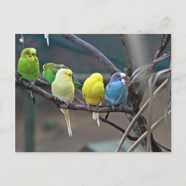 Helle, farbenfrohe Parakeets Budgies Papageien Vög Postkarte (Vorderseite)