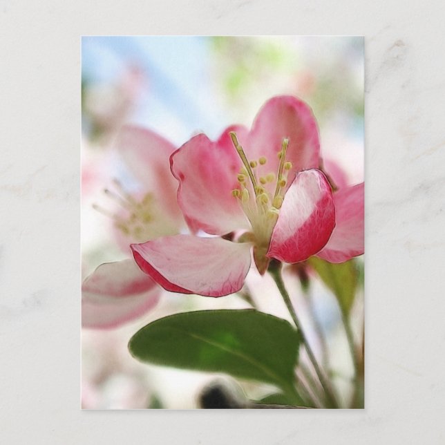 Helle Frühlingsapfel blüht Postkarte (Vorderseite)