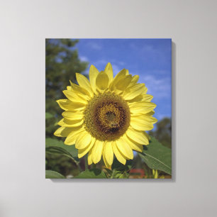 Helle, gelbe Sonnenblume im Sommer in blauem Himme Leinwanddruck