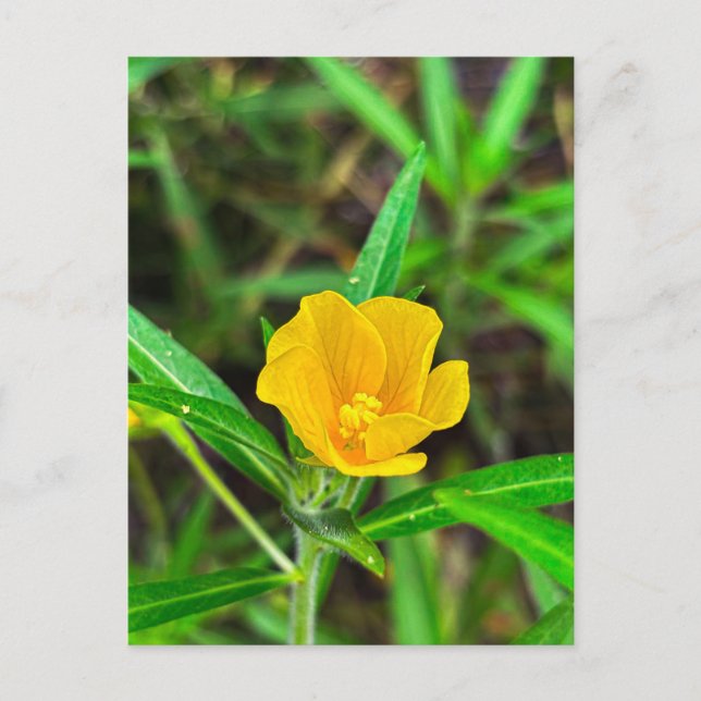 Helle gelbe Wildblume mit Wassertropfen Postkarte (Vorderseite)